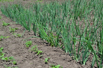 Fototapeta na wymiar Widespread vegetable culture. Onion. Allium sepa. Perennial herb, family Alliaceae