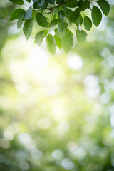 Obraz premium Nature of green leaf in garden at summer. Natural green leaves plants using as spring background cover page greenery environment ecology wallpaper