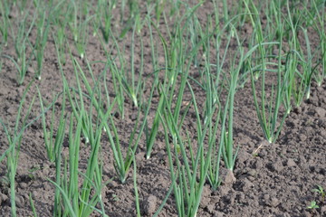 Onion bulb, green sprouts on a black background. Widespread vegetable culture. Allium sepa. Perennial herb, family Alliaceae