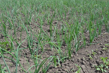 Onion bulb, green sprouts on a black background. Spring day, home garden. Farm, field, village. Allium sepa. Perennial, family Alliaceae. Widespread vegetable culture