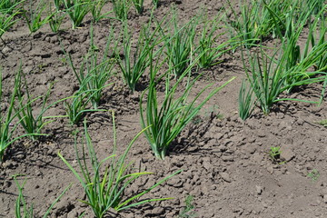 Onion. Allium sepa. Perennial, family Alliaceae. Widespread vegetable culture