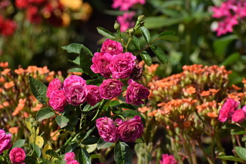  flowers in the garden
