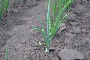 Perennial herb, family Alliaceae. Widespread vegetable culture. Onion bulb, green sprouts on a black background. Allium sepa