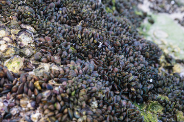 Mussels living on rocks Hua Hin Beach, Thailand