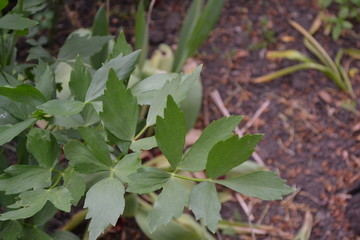 Lovage. Levisticum officinal. Perennial herbaceous plant, monotypic genus of the family Umbrella. Home flowerbed, garden. Medicinal plant. Green shiny leaves