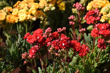  flowers in the garden
