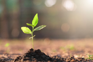 Small sapling of green tree on the ground with blurred background bokeh and the warm orange light in the morning close-up.