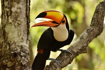 Fototapete Toco Toucan © andre_zumak