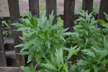 Lovage. Levisticum officinal. Perennial herbaceous plant, monotypic genus of the family Umbrella. Home flowerbed, garden. Medicinal