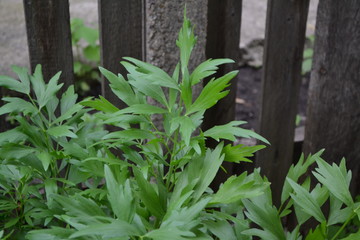 Obraz premium Lovage. Levisticum officinal. Perennial herbaceous plant, monotypic genus of the family Umbrella. Home