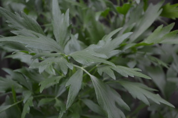 Medicinal plant. Green shiny leaves, peculiar smell. Lovage. Levisticum officinal. Perennial...