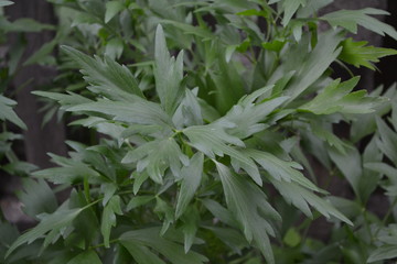 Medicinal plant. Green shiny leaves, peculiar smell. Lovage. Levisticum officinal. Perennial...