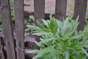 Medicinal plant. Green shiny leaves, peculiar smell. Lovage. Levisticum officinal. Perennial herbaceous plant, monotypic genus of the family Umbrella