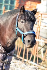 Black horse with a blue halter