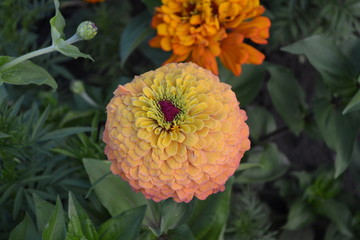 Flower Zinnia. Gardening. Home garden, flower bed. House, field. Zinnia, a genus of annual and perennial grasses and dwarf shrubs of the Asteraceae family