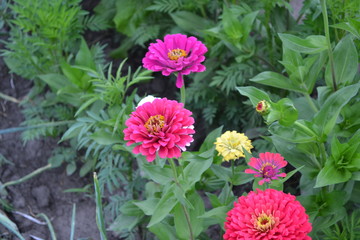 Multicolored flowers. Flower Zinnia. Zinnia, a genus of annual and perennial grasses and dwarf...