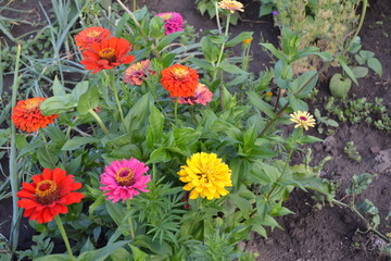 Zinnia, a genus of annual and perennial grasses and dwarf shrubs of the Asteraceae family. Flower...