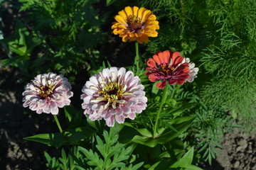 Zinnia, a genus of annual and perennial grasses and dwarf shrubs of the Asteraceae family. Flower Zinnia. Gardening. Home garden, flower bed. House. Multicolored flowers