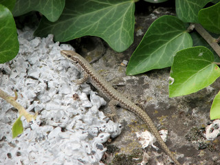 Lizard in the terarium 2