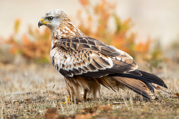 Red kite ( Milvus Milvus ) feeding on the ground. Lion. Spain