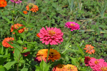 Zinnia, a genus of annual and perennial grasses and dwarf shrubs of the Asteraceae family. Flower Zinnia. Gardening. Home garden, flower bed. House, field, farm, village. Red flowers