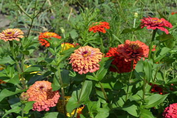 Zinnia, a genus of annual and perennial grasses and dwarf shrubs of the Asteraceae family. Flower...