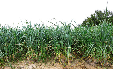leek field