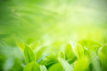 Nature of green leaf in garden at summer. Natural green leaves plants using as spring background...