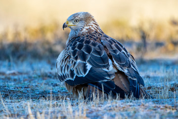 Red kite ( Milvus Milvus ) feeding on the ground. Lion. Spain