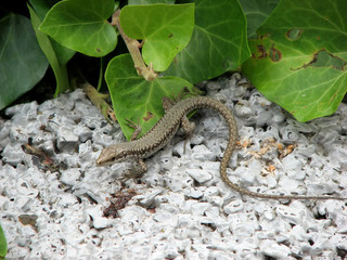 Lizard in the terarium