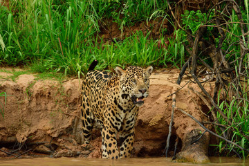 Fototapeta na wymiar jaguar 