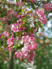 Blossoming apple tree in the garden