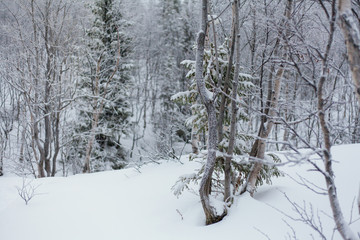 Trees under snow, winter park at Nord