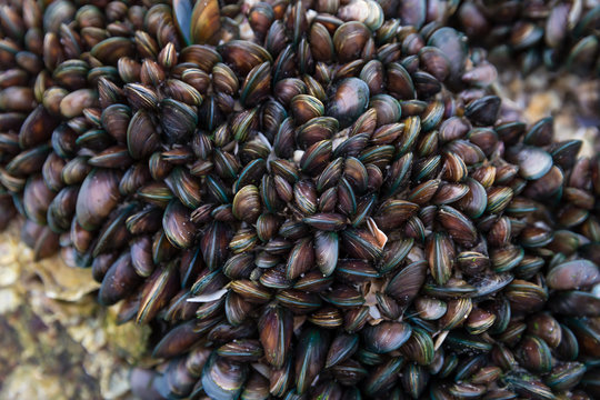 Mussels living on rocks Hua Hin Beach, Thailand