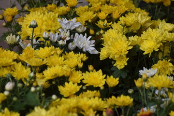  flowers in the garden