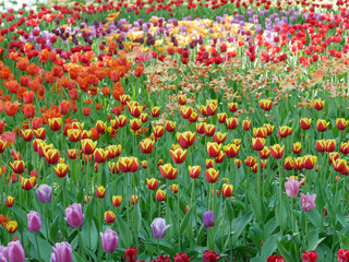 Spring blooming tulip flowers in the park