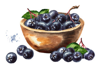 Bowl with Aronia berries or black chokeberry. Watercolor hand drawn illustration isolated on white background