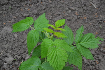 Raspberry ordinary. Gardening. Home garden, flower bed. Rubus idaeus, shrub, a species of the Rubus...