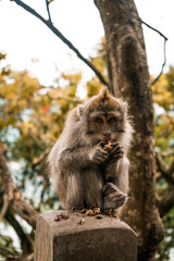 Petit singe mignon mangeant de la nourriture 