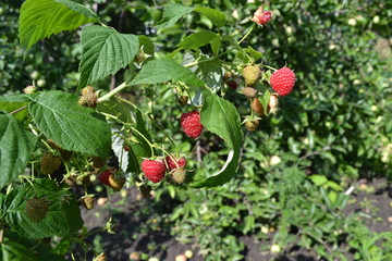 Raspberry ordinary. Gardening. Home. Rubus idaeus, shrub, a species of the Rubus genus of the family Rosaceae. Tasty and healthy. Red berries