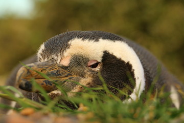 pinguino de magallanes recostado descansando