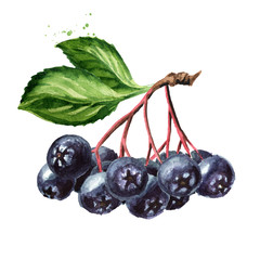 Branch of Aronia berries or black chokeberry with green leaves. Watercolor hand drawn illustration, isolated on white background