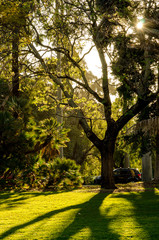 Fototapeta premium Tree Shadow