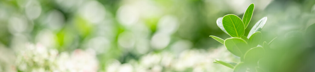 Nature of green leaf in garden at summer. Natural green leaves plants using as spring background cover page greenery environment ecology wallpaper