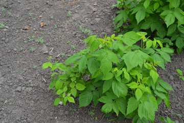 Rubus idaeus, shrub, a species of the Rubus genus of the family Rosaceae. Raspberry ordinary....