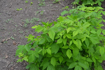 Rubus idaeus, shrub, a species of the Rubus genus of the family Rosaceae. Raspberry ordinary. Green bushes