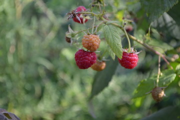 Rubus idaeus, shrub, a species of the Rubus genus of the family Rosaceae. Raspberry ordinary. Tasty...