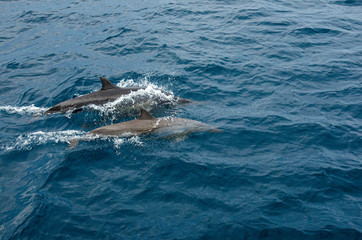 Obraz premium Dolphins jumping out of water