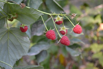 Rubus idaeus, shrub, a species of the Rubus genus of the family Rosaceae. Tasty and healthy. Red berries. Raspberry ordinary. Gardening. Home garden, bed