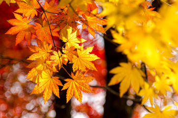 Colourful autumn foliage